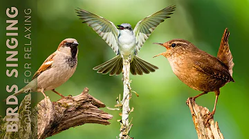 Birds Singing - Relaxing Bird Sounds Heal Stress, Soothing Nature Sounds,  Sleep Better