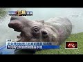防350公斤河馬再叛逃！ 奇美博物館方「繩索固定」禁逃家