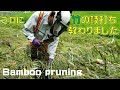 竹の枝打ち（枝払い）をプロに教えてもらいました。Bamboo pruning