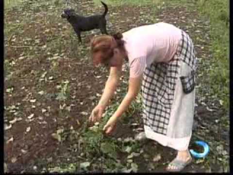 1 სექტემბრიდან ფერმერები და მეწარმეები აგროდაზღვევით ისარგებლებენ