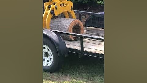 Honey bees in tree removal