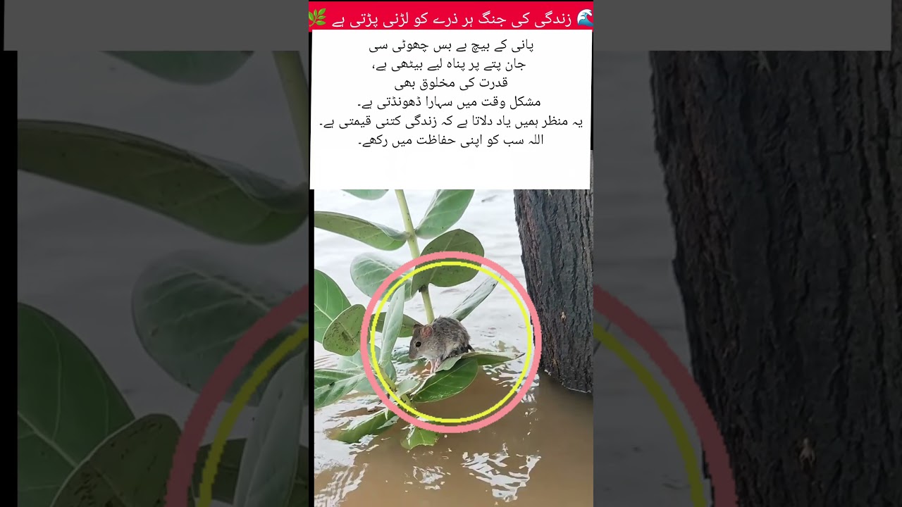 "Struggle for Survival 🌿 | Life’s Precious Lesson"