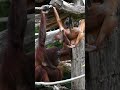 Baby Orangutan Rides on Its Mom#shorst#orangutans#funnyvideo#funnyanimals