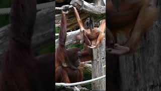 Baby Orangutan Rides on Its Mom#shorst#orangutans#funnyvideo#funnyanimals