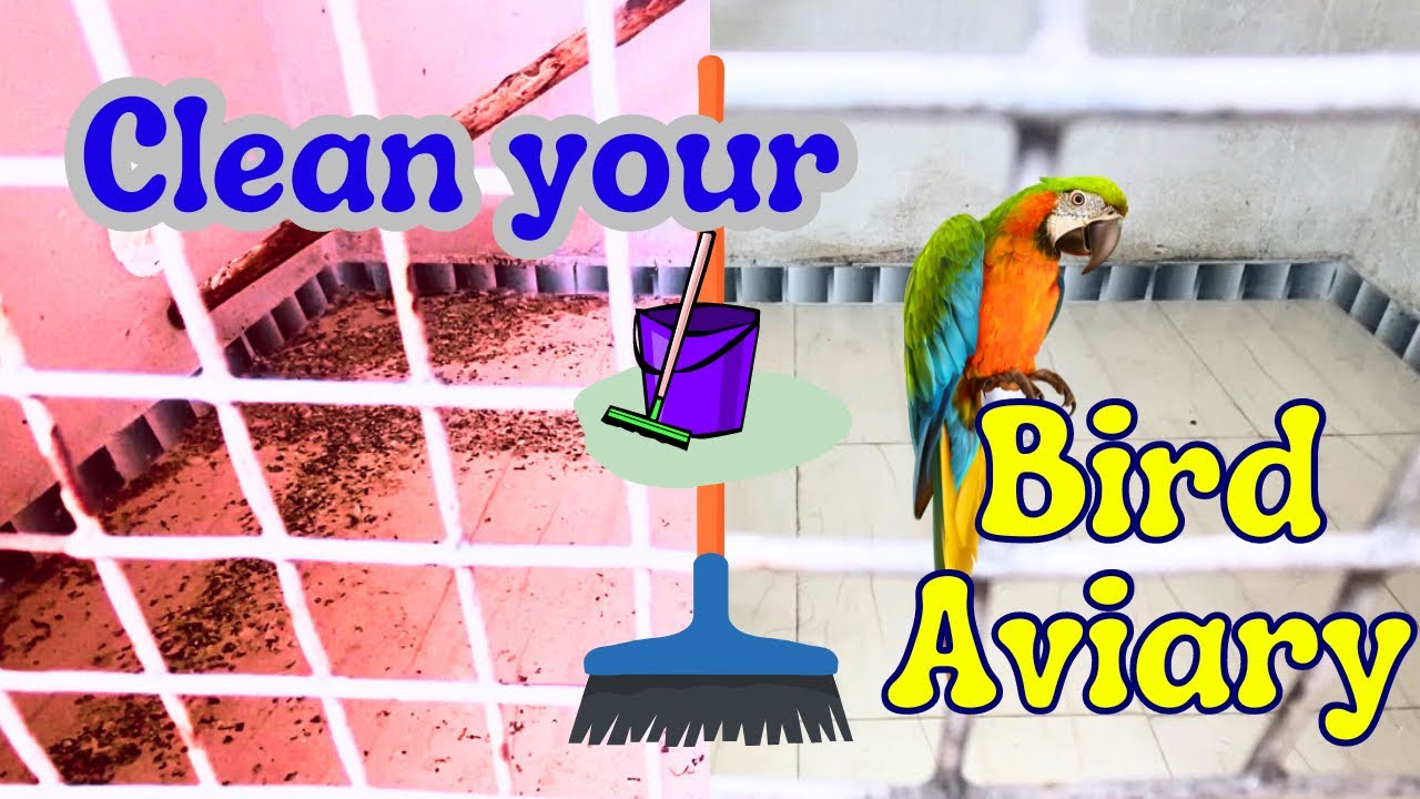Photo inspiration: Cleaning Of Bird Aviary ह न द Photo Inspiration