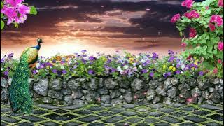 Beautiful Sunrise & The Flowers | NO COPYRIGHT VIDEO | NATURE