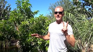 How to Water a Garden & Fruit Trees
