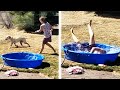 Funniest dogs of the week   funny animals  afv 2022