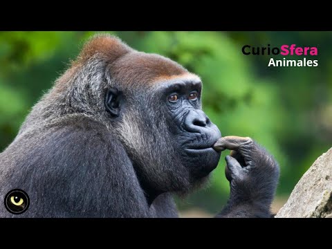 Gorila | Características 🦍