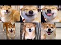 Những chú chó Shiba Inu ngốc nghếch đáng yêu P1| Funny Dogs Tik tok Trung Quốc