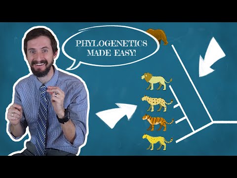 Video: Hoe werkt een fylogenetische boom?