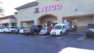 Petco Brea Adoption Event, 11.2.14