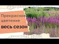 Неприхотливые многолетние цветы цветущие все лето - 5 фаворитов выбор дизайнеров