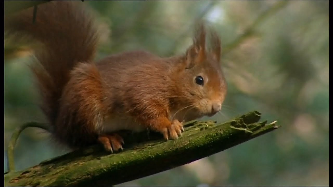 Red squirrel numbers hurt by planting of 'non-native' trees (UK) - BBC ...