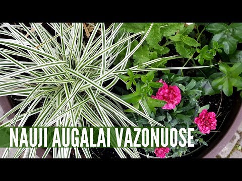 Video: Kodėl mano gėlių vazone auga pelėsis?