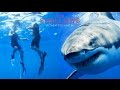 The Try Guys Swim With Sharks  // Sponsored by The Shallows