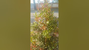 cây hồng lộc #farming