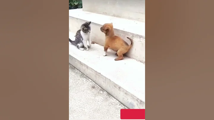 Watch the video about Naughty kitty🐱. #funnycat #catlife #catmeme #dogvideos #funnycatvideos #funnydogvideos