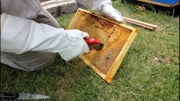 How to transfer brood comb from Langstroth frames to a new top bar hive