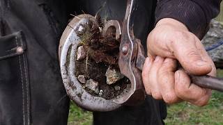I Transformed This Dirty Horse Hoof