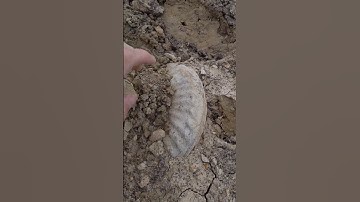 Ammonite discovered at construction site in Texas