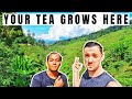 Cameron highlands tea plantation– Traveling Malaysia Episode 9