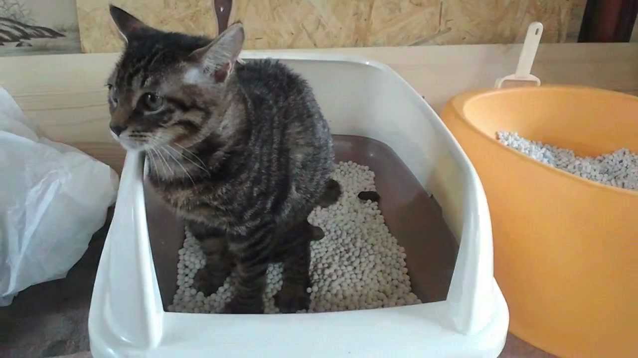 猫のトイレ YouTube