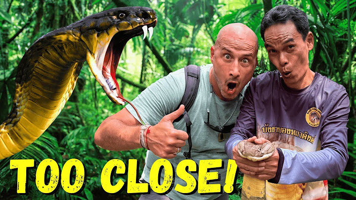 Face-to-Fang with Thailand’s Deadliest Snake | King Cobra Rescue