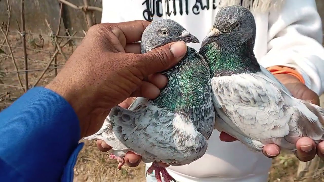 সিরাজদিখান মাজার হাঁস মুরগি কবুতরের হাট প্রতি বুধবার বসে সাবস্ক্রাইব করে পাশে থাকুন ধন্যবাদ।