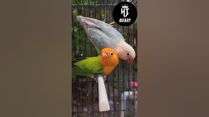 HI AVIARY Pasangan Masa Depan 💞💖 [ AQUA B2 OPALINE PALEFALLOW × KUNING WAJAH OPALINE ]💞💖