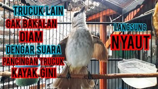 trucukan gacor ngamuk emosi ini jagonya buat pancingan trucukan agar bunyi