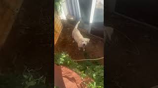 Kanosh Labs 02 - pup in window well