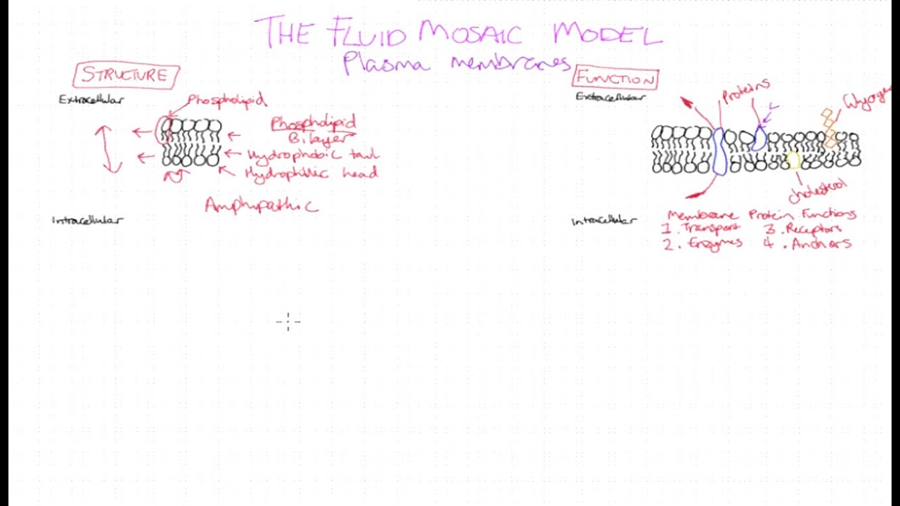 VCE Biology Study - The fluid mosaic model of the plasma membrane - YouTube