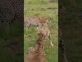Mother Cheetah Fights to Save Her Cub and Survival Turns Cruel in the Wild