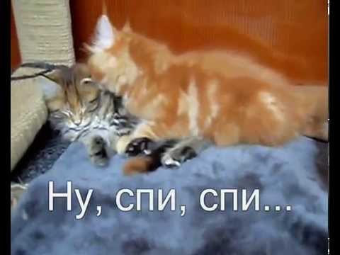 Прикольные картинки спите что ли