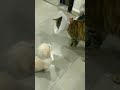 الجرو الصغير يعض القطة شاهد ردة الفعل