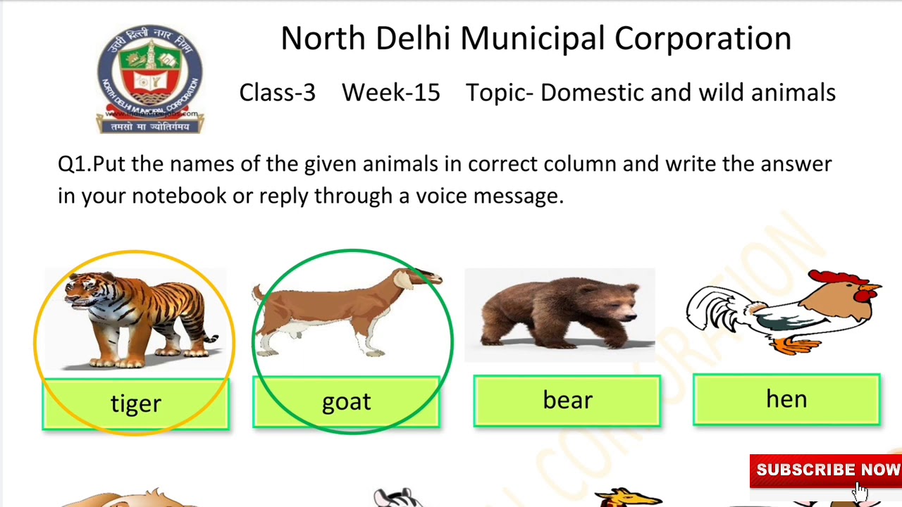 Class 3 English (Week 15) Domestic and wild Animals | Worksheet Solutions |  Knowledge Kingdom - YouTube