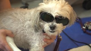 Healing dogs with lasers