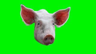 Free Green Screen Cow to Pig Morph