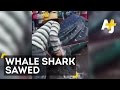 Two Men Cut Giant Whale Shark Into Pieces While It's Still Alive Two Men Cut Giant Whale Shark Into Pieces While It's Still Alive