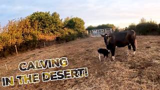 Full Drought Continues! Calves Flying Out! Shed Rebuild Done! Guide