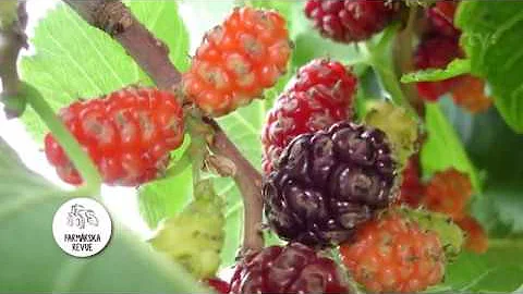 Jak dlouho vydrží akumulátor BlackBerry Classic?