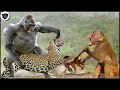 Gorilla Goes on a Rampage When Leopard Kidnaps Baboon Baby - Gorilla vs Baboon, Human, Leopard