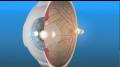 Retina eye function from www.youtube.com