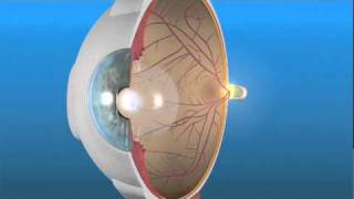 How the Eye Works and the Retina Resimi