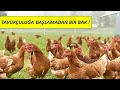 TAVUKÇULUĞA BU VİDEOYU İZLEMEDEN BAŞLAMA.