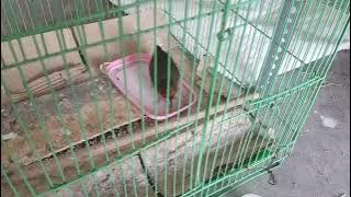 Burung Ayam Ayaman Atau Ruak Ruak Atau Burung Pitikan Hidup Di Rawa Rawa
