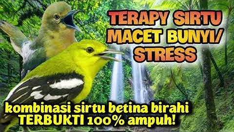 TERAPI SIRTU MACET BUNYI/STRES AGAR SEGERA GACOR KEMBALI(suara 2 sirtu betina dan jantan)