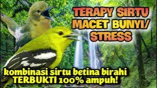 TERAPI SIRTU MACET BUNYI/STRES AGAR SEGERA GACOR KEMBALI(suara 2 sirtu betina dan jantan)