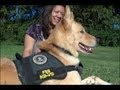 Meet Dolce, The FBI's First Therapy Dog Meet Dolce, The FBI's First Therapy Dog